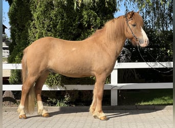 Islandpferd, Wallach, 9 Jahre, 141 cm, Fuchs, in Lochen am See,