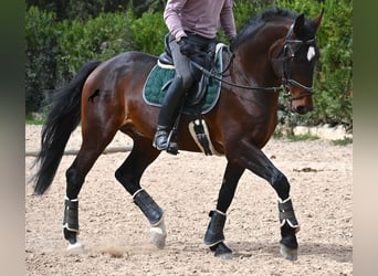 Lusitano, Hengst, 4 Jaar, 165 cm, Bruin, in Mallorca,
