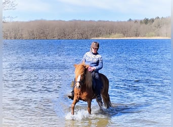 Caballos islandeses, Yegua, 14 años, 134 cm, Alazán, in Nehms