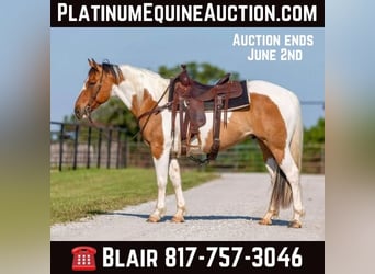 Quarterhäst, Valack, 11 år, 152 cm, Tobiano-skäck-alla-färger, in Weatherford TX,