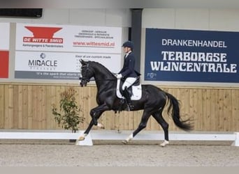 Gelding 5 years