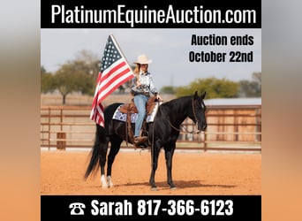 Quarter horse américain, Hongre, 9 Ans, 152 cm, Noir, in Weatherford TX,