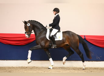 KWPN, Hengst, 6 Jaar, 169 cm, Bruin