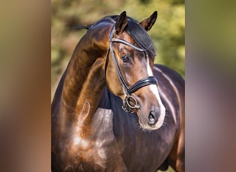 KWPN, Stallone, 8 Anni, 169 cm, Baio