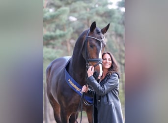 KWPN, Stallone, 8 Anni, 169 cm, Baio