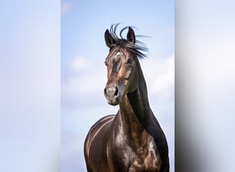 Oldenburg, Stallion, 8 years, 16.2 hh, Bay-Dark