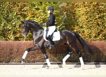 Oldenburg, Stallone, 10 Anni, 169 cm, Baio scuro