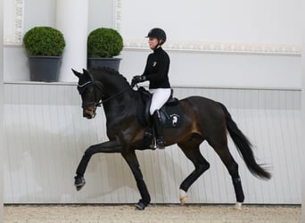 Oldenburgo, Semental, 10 años, 169 cm, Castaño oscuro