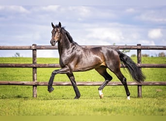 Oldenburgo, Semental, 10 años, 169 cm, Castaño oscuro