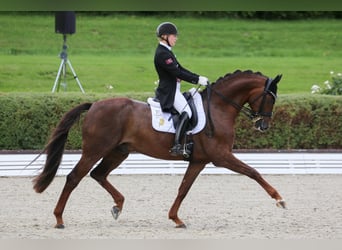 Koń oldenburski, Ogier, 16 lat, 170 cm, Kasztanowata