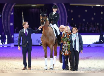 Koń oldenburski, Ogier, 16 lat, 170 cm, Kasztanowata