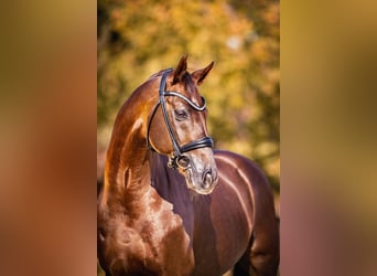 Oldenburg, Stallion, 16 years, 16,2 hh, Chestnut-Red