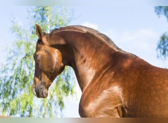Oldenburg, Stallion, 15 years, 16.2 hh, Chestnut-Red