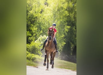 Oldenburg, Stallone, 17 Anni, 170 cm, Sauro