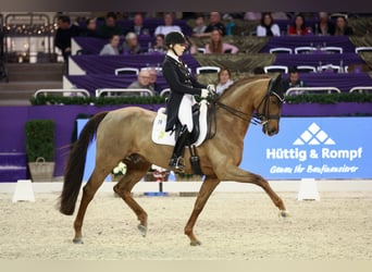 Oldenburg, Stallone, 17 Anni, 170 cm, Sauro