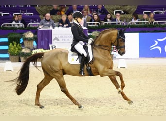 Oldenburg, Stallone, 17 Anni, 170 cm, Sauro