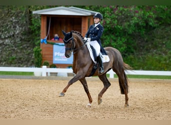 Oldenburgo, Semental, 16 años, 170 cm, Alazán
