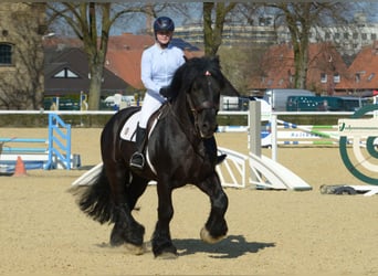Rheinisch-Deutsches Kaltblut, Hengst, 12 Jahre, 168 cm, Rappe