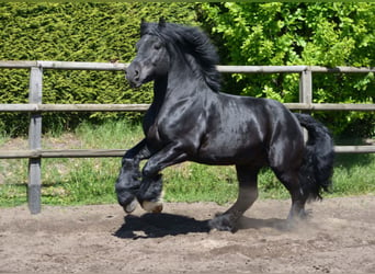 Rhenisch-German Heavy Draft, Stallion, 11 years, 16.1 hh, Black