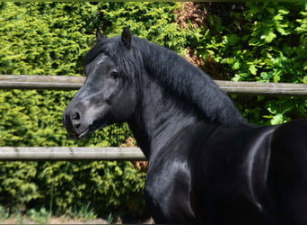 Rhenisch-German Heavy Draft, Stallion, 11 years, 16.1 hh, Black