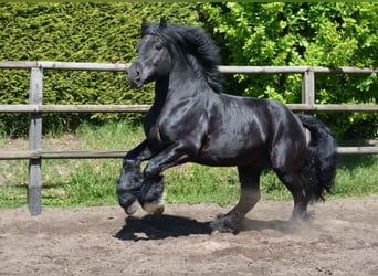 Rijnlandse Duitse Koudbloed, Hengst, 11 Jaar, 168 cm, Zwart