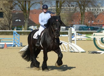 Rijnlandse Duitse Koudbloed, Hengst, 11 Jaar, 168 cm, Zwart