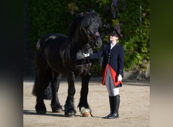 Rijnlandse Duitse Koudbloed, Hengst, 11 Jaar, 168 cm, Zwart