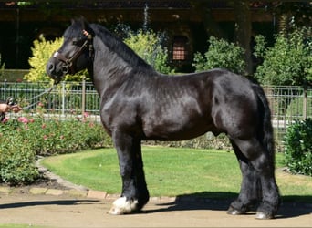 Rijnlandse Duitse Koudbloed, Hengst, 11 Jaar, 168 cm, Zwart