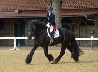 Rijnlandse Duitse Koudbloed, Hengst, 11 Jaar, 168 cm, Zwart