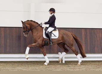 Hanoverian, Stallion, 5 years, 16.1 hh, Chestnut-Red