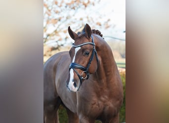 Hanoverian, Stallion, 5 years, 16.1 hh, Chestnut-Red