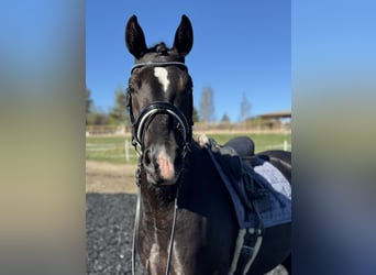 Finnisches Warmblut, Stute, 3 Jahre, 167 cm, Rappe