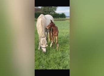 Finnisches Warmblut, Stute, Fohlen (05/2026), Brauner