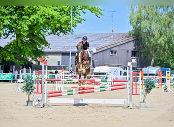 Finnisches Warmblut, Wallach, 11 Jahre, 174 cm, Fuchs