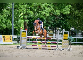 Finnisches Warmblut, Wallach, 11 Jahre, 174 cm, Fuchs