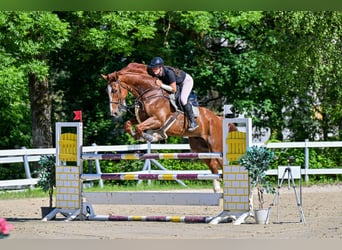 Finnisches Warmblut, Wallach, 11 Jahre, 174 cm, Fuchs