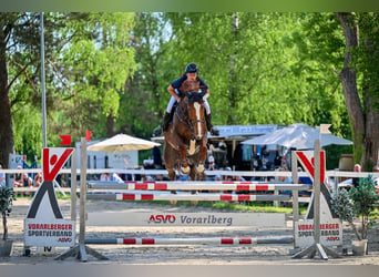Finnisches Warmblut, Wallach, 11 Jahre, 174 cm, Fuchs