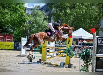 Finnisches Warmblut, Wallach, 11 Jahre, 174 cm, Fuchs