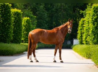 Finnisches Warmblut, Wallach, 12 Jahre, 173 cm, Dunkelfuchs