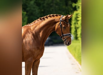 Finnisches Warmblut, Wallach, 12 Jahre, 173 cm, Dunkelfuchs
