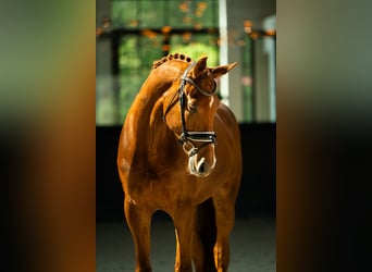 Finnisches Warmblut, Wallach, 12 Jahre, 173 cm, Dunkelfuchs