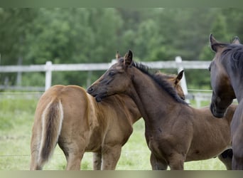Finnish Warmblood, Stallion, Foal (04/2026), Bay-Dark