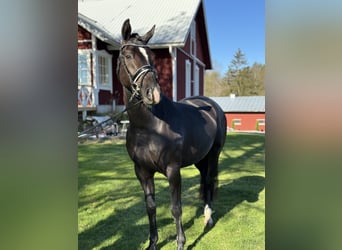 Fins Warmbloed, Merrie, 3 Jaar, 167 cm, Zwart