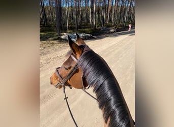 Fins Warmbloed, Merrie, 7 Jaar, 168 cm