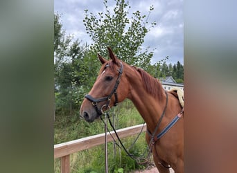 Fins Warmbloed, Ruin, 5 Jaar, 175 cm, Donkere-vos