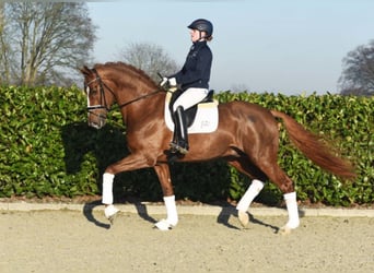 Oldenburg, Stallion, 8 years, 17 hh, Chestnut-Red
