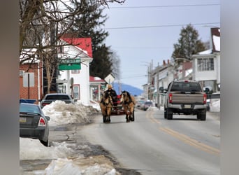 Fjord Mix, Castrone, 12 Anni, 140 cm, Pelle di daino