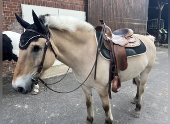 Fjord, Castrone, 12 Anni, 145 cm