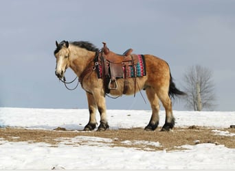 Fjord Mix, Castrone, 13 Anni, 137 cm, Pelle di daino