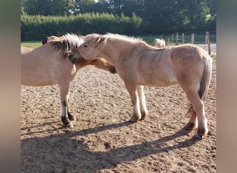 Fjord, Castrone, 17 Anni, 142 cm, Falbo